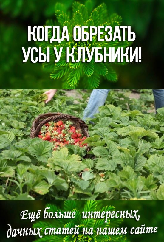Когда обрезать усы у клубники!