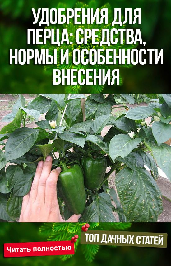 УДОБРЕНИЯ ДЛЯ ПЕРЦА: СРЕДСТВА, НОРМЫ И ОСОБЕННОСТИ ВНЕСЕНИЯ